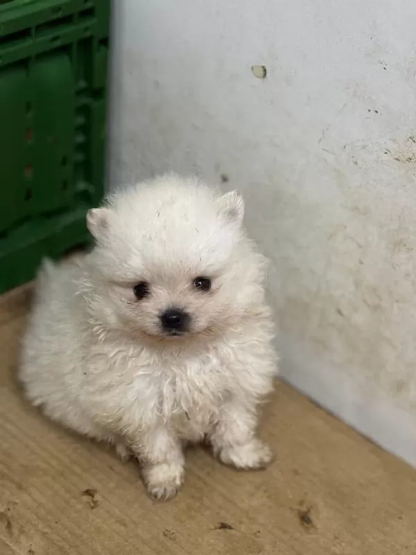 Pomeranian Boo Yavrularımız Teslime Hazır