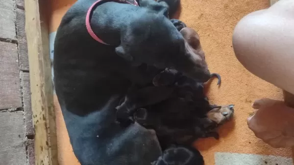 Von Dadashov Soylu Doberman Bebekler