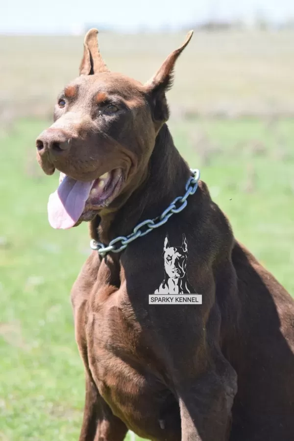 Von Dadashov Soylu Doberman Bebekler