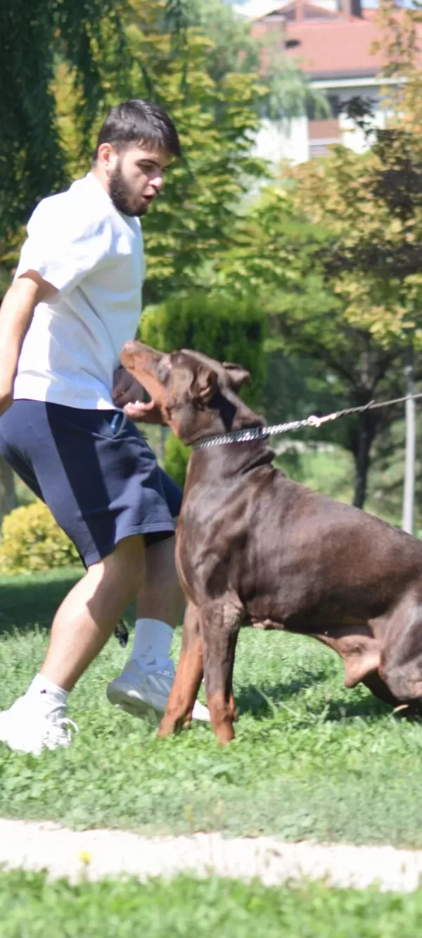 Von Dadashov Soylu Doberman Bebekler