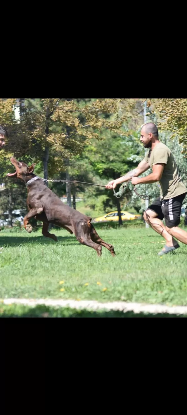 Von Dadashov Soylu Doberman Bebekler