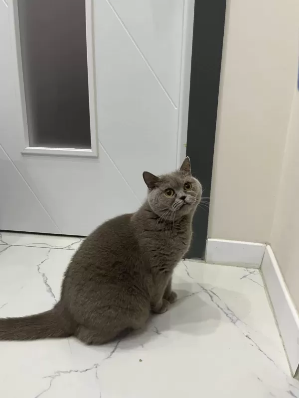 Sevimli British Shorthair Kızımız Luna