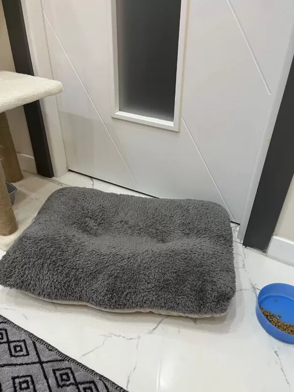 Sevimli British Shorthair Kızımız Luna