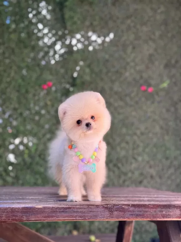 En Tatlı Pomeranian Boo