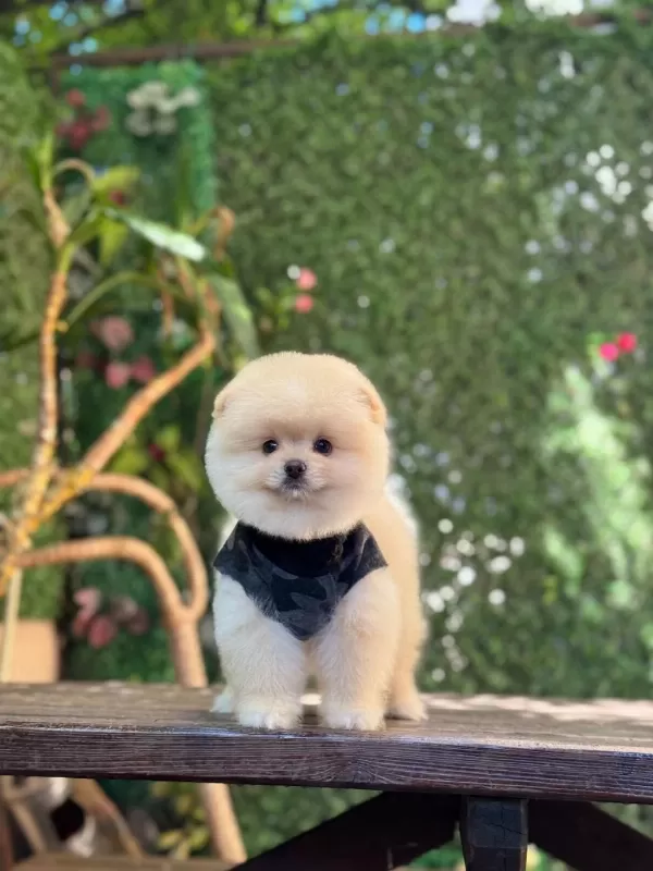 A Kalite Pomeranian Boo