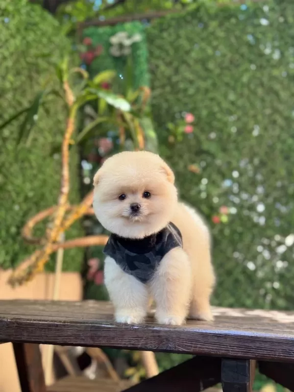 A Kalite Pomeranian Boo