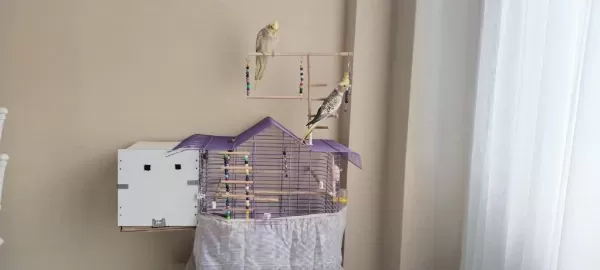 Çift Yumurta Yapmış Sağlıklı Sultan Papağanı
