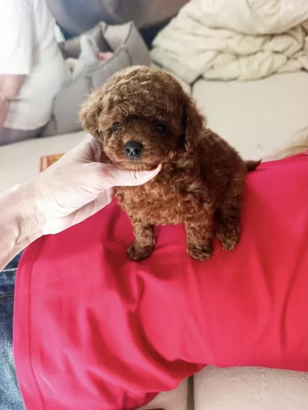 Kore Toy Poodle Yavrularımız İrk Garantili