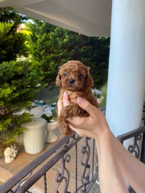 Kore Toy Poodle Yavrularımız İrk Garantili