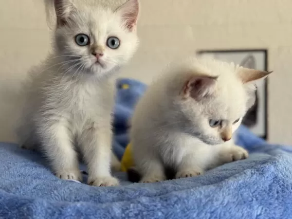 Ankarada Ziyarete Açık British Longhair Ve Shorthair Ler