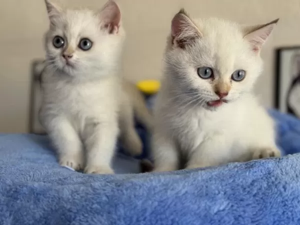 Ankarada Ziyarete Açık British Longhair Ve Shorthair Ler