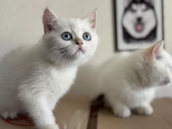 Ankarada Ziyarete Açık British Longhair Ve Shorthair Ler