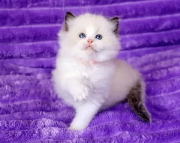 Bebek Surat Ragdoll Güzeli