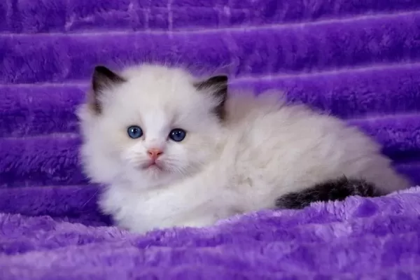 Bebek Surat Ragdoll Güzeli