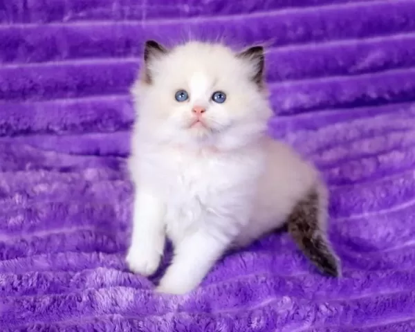 Bebek Surat Ragdoll Güzeli