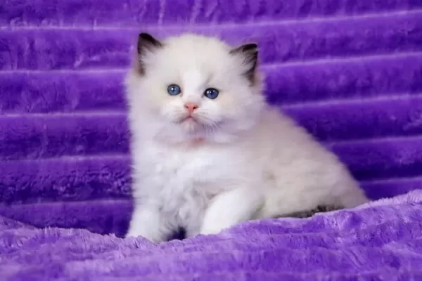 Bebek Surat Ragdoll Güzeli