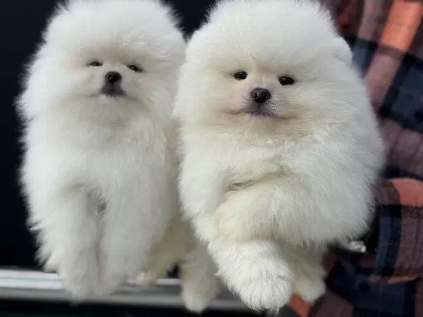 Petmode Köpek Çiftliğinden Teddy Face Pomeranian