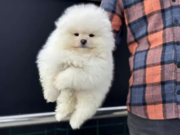 Petmode Köpek Çiftliğinden Teddy Face Pomeranian