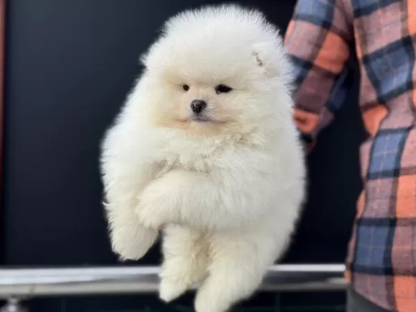 Petmode Köpek Çiftliğinden Teddy Face Pomeranian