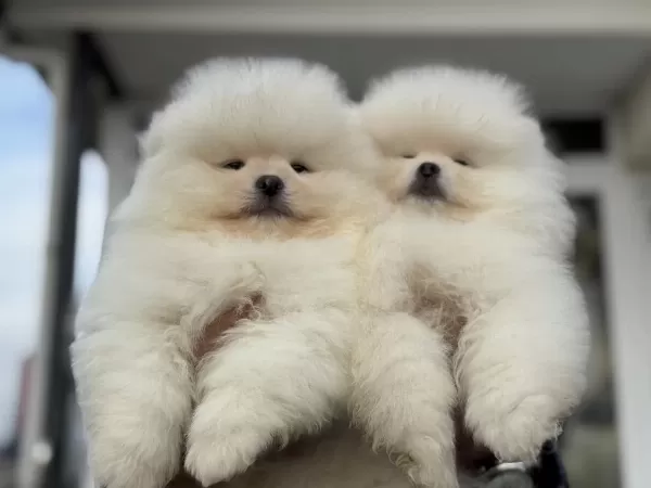 Petmode Köpek Çiftliğinden Teddy Face Pomeranian