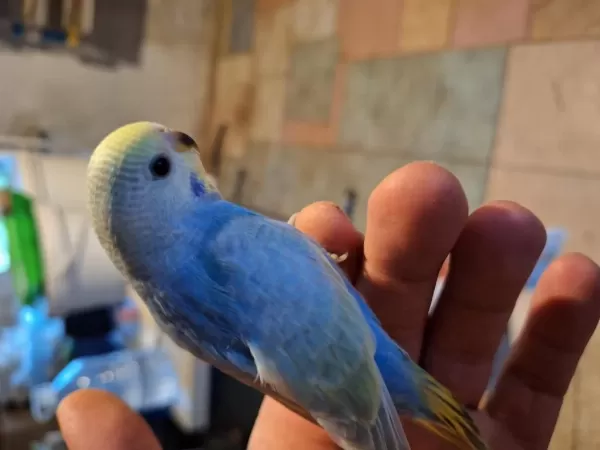 Yavru Rainbow Muhabbet Kuşu