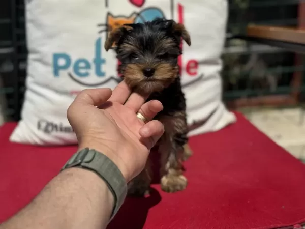 Petmode Köpek Çiftliğinden Tea Cup Yorkshire Terrier