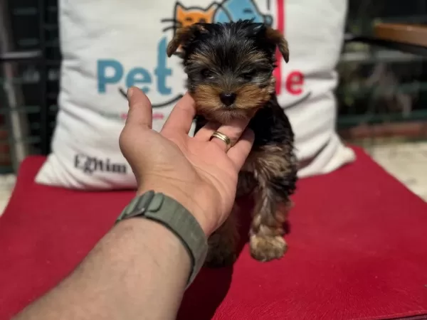 Petmode Köpek Çiftliğinden Tea Cup Yorkshire Terrier