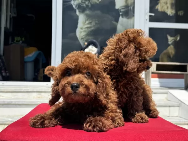 Petmode Köpek Çiftliğinden Darkbrown Toy Poodle