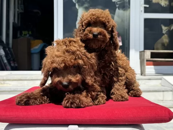 Petmode Köpek Çiftliğinden Darkbrown Toy Poodle