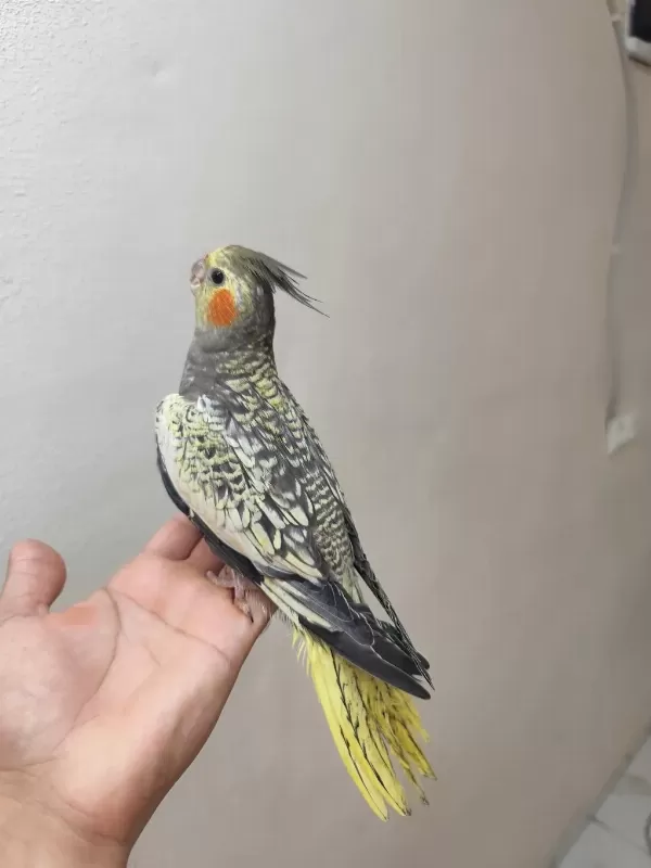Lutino Sultan Papağanı Ele Kola Alışık