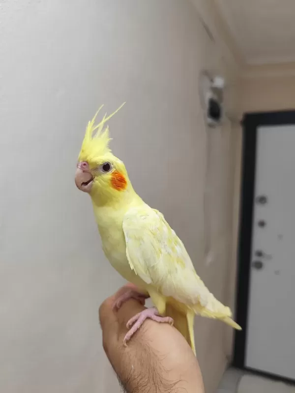 Lutino Sultan Papağanı Ele Kola Alışık