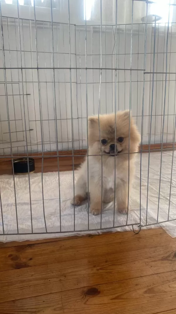 Pomeranian Show Class
