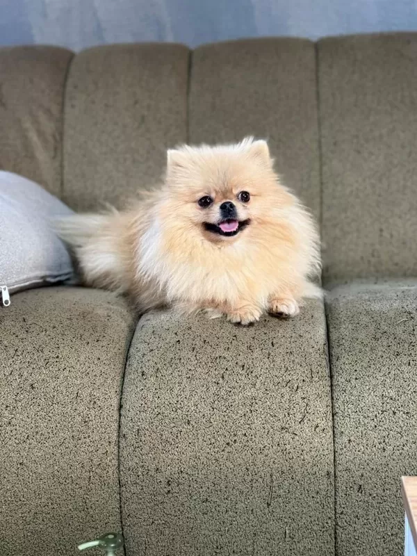 Pomeranian Show Class