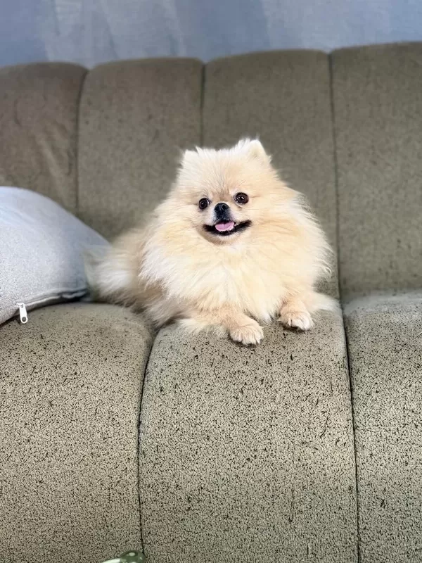 Pomeranian Show Class