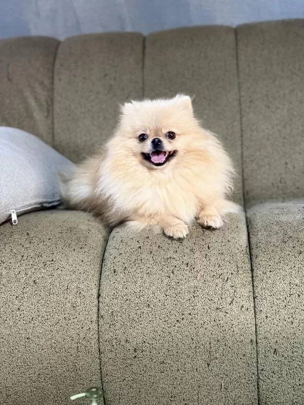 Pomeranian Show Class