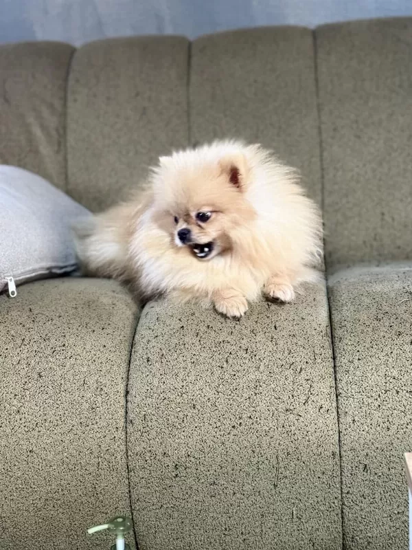 Pomeranian Show Class