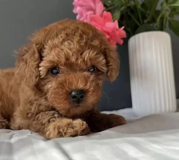 Teslime Hazir Red Toy Poodle Yavrularim
