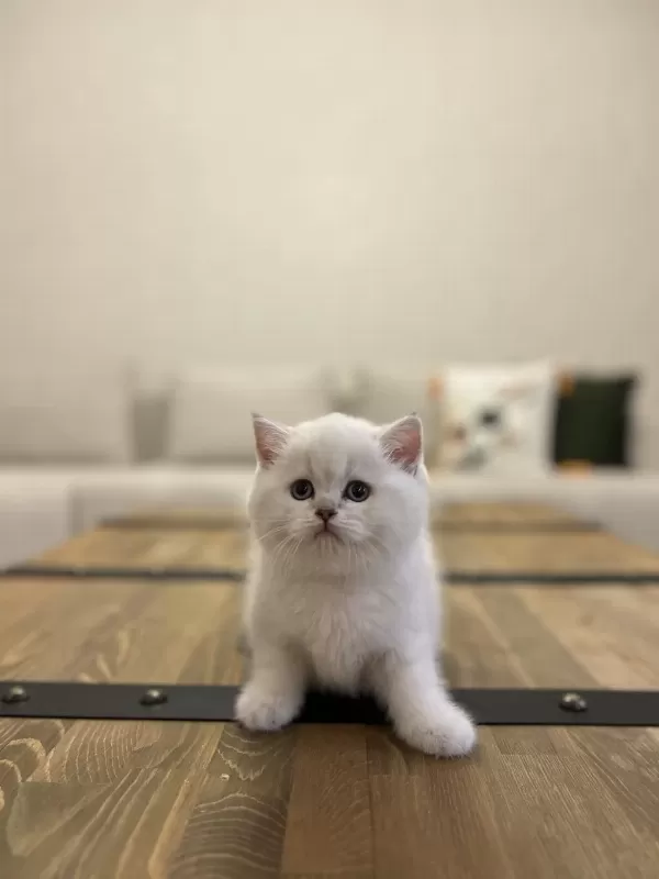 British Shorthair Silver Yavrularim