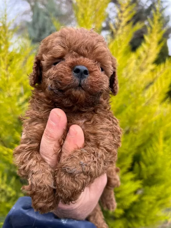 Red Brown Toy Poodle Yavrularim