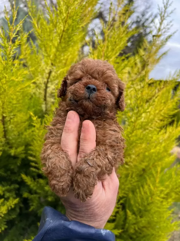 Red Brown Toy Poodle Yavrularim