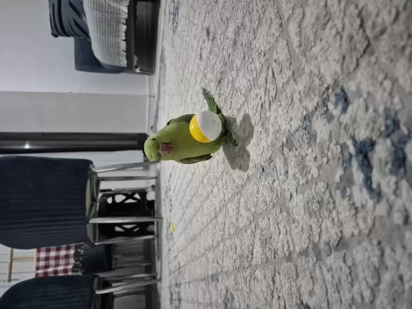 Yari Evcil Pakistan Papağani