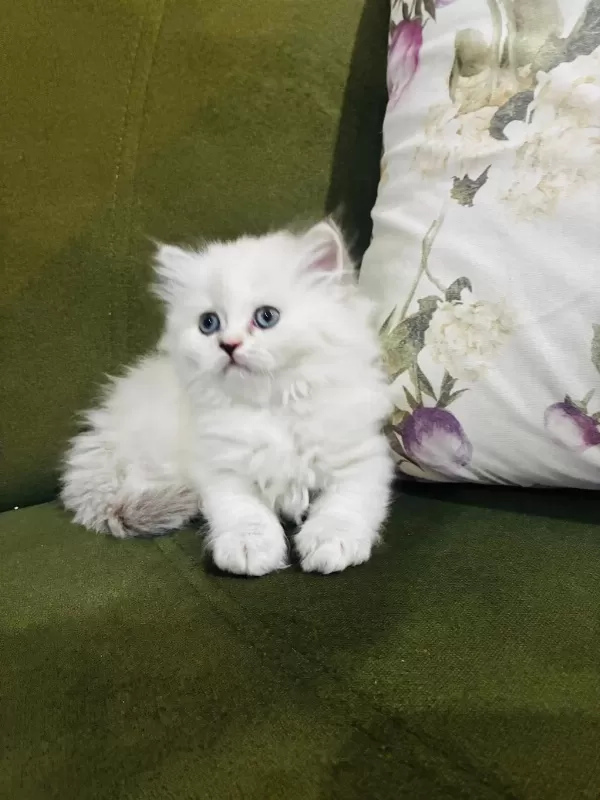 British Longhair Yavrular