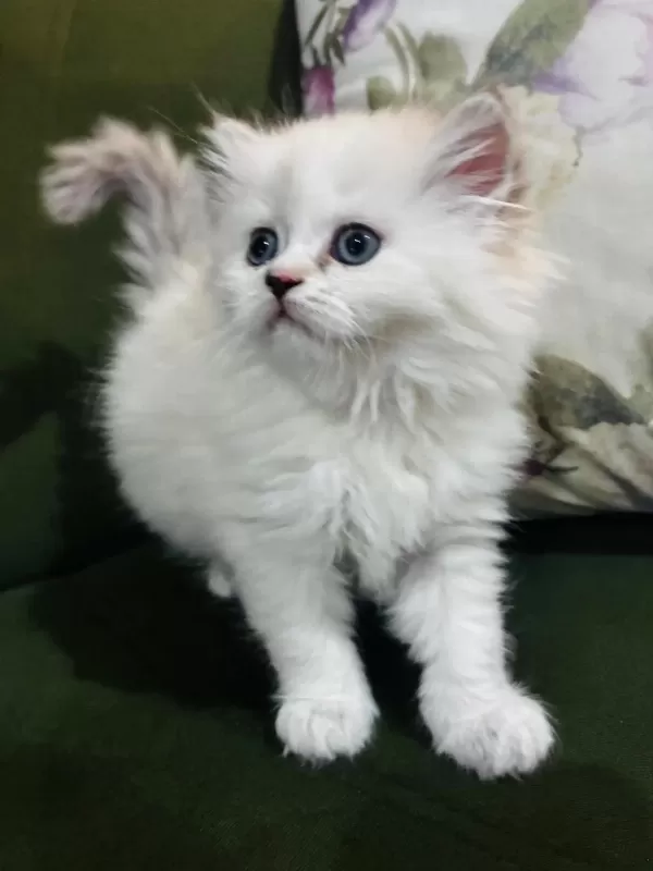 British Longhair Yavrular