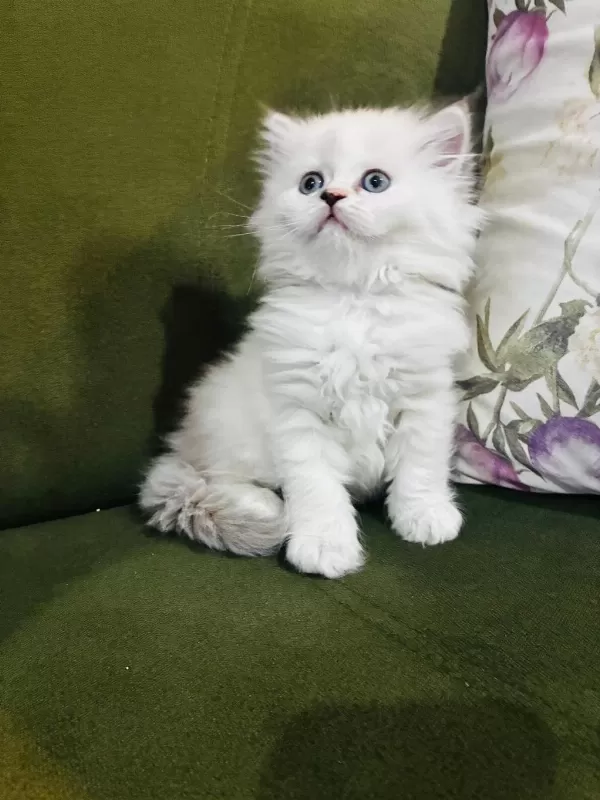 British Longhair Yavrular