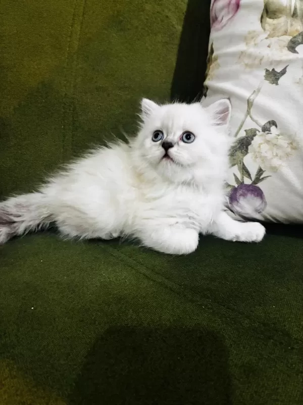 British Longhair Yavrular