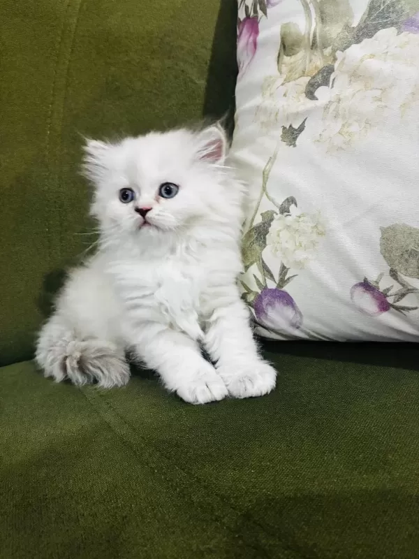 British Longhair Yavrular