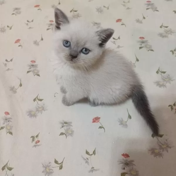 Küçük Minnak Kedilerim