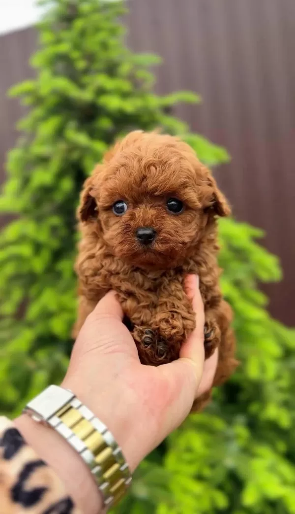 Teacup 350 Gr Toy Poodle Mikro Adanada Tek !