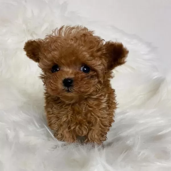 Teacup 350 Gr Toy Poodle Mikro Adanada Tek !