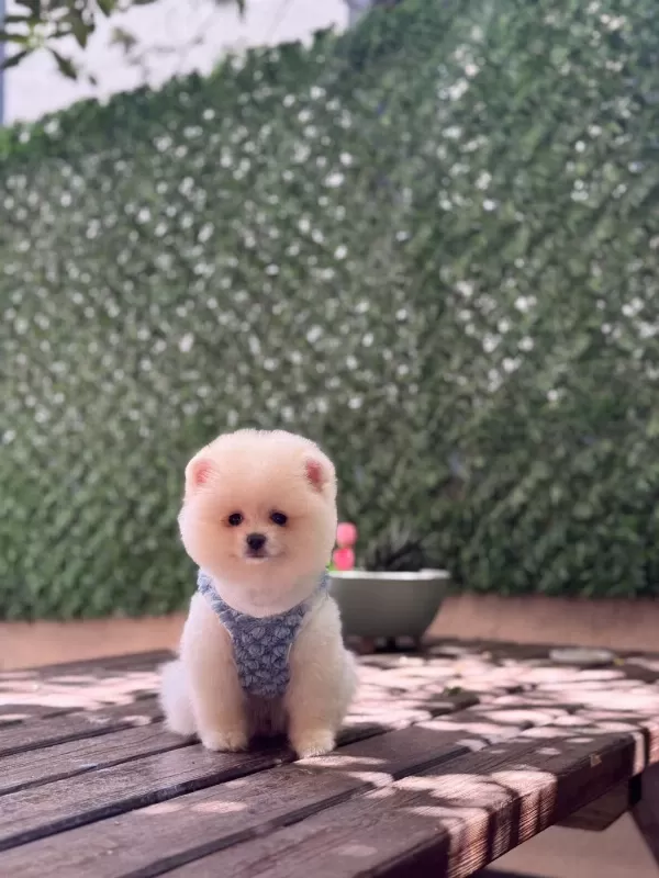 En Tatlı Pomeranian Boo